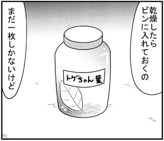 トゲちゃんの葉